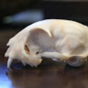 Meet your Posher, Daria